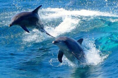 Port Stephens Dolphin, Koalas, Lunch & Sandboarding
