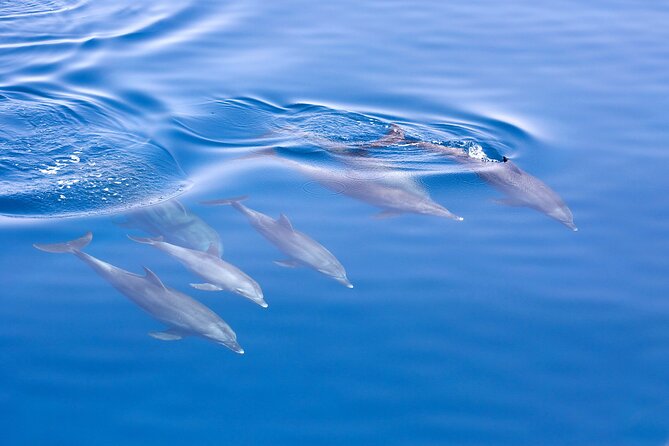 From Sydney: Port Stephens Dolphin, Koalas, Lunch & Sandboarding - Managing a long coach day, comfort, and group dynamics