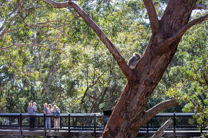 From Sydney: Port Stephens Dolphin, Koalas, Lunch & Sandboarding - Value check on $142.01, and what might cost extra