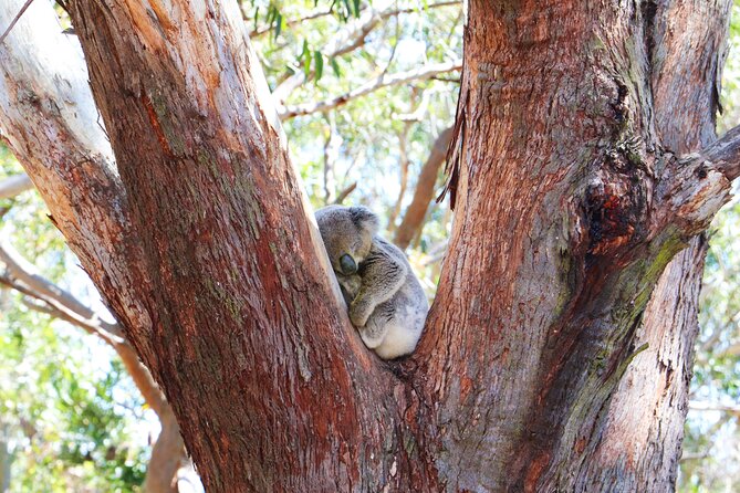 From Sydney: Port Stephens Dolphin, Koalas, Lunch & Sandboarding - Weather, cancellations, and how to plan when conditions change