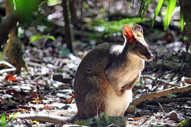 Fully Inclusive Blue Mountains Private Tour inc Scenic World & Featherdale Entry - Blue Mountains National Park stops: Three Sisters, Echo Point, and that giant stairway option