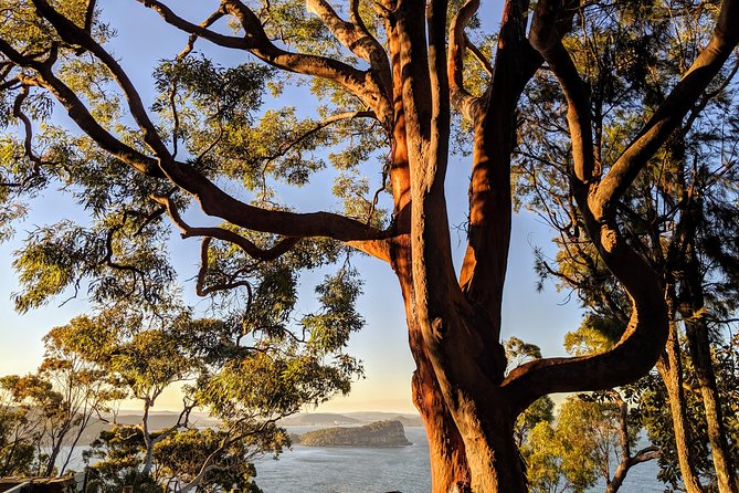 Golden Beaches and Ocean Vistas MANLY AND NORTHERN BEACHES PRIVATE TOUR - Manly’s quieter side: Little Manly Beach and the rockpool feel