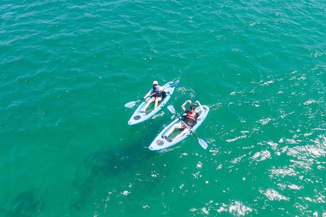 Guided Kayak Tour of Manly Cove Beaches - On-the-water reality check: beginner-friendly, but wind can matter