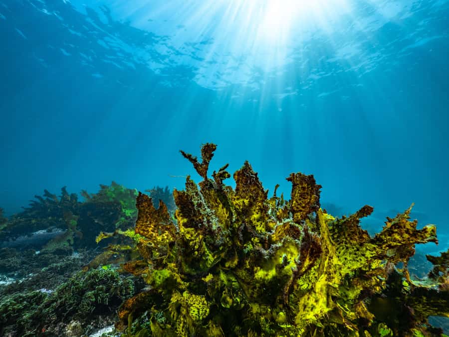 Guided Snorkel Tour at Australias most iconic beach - Key highlights to pay attention to