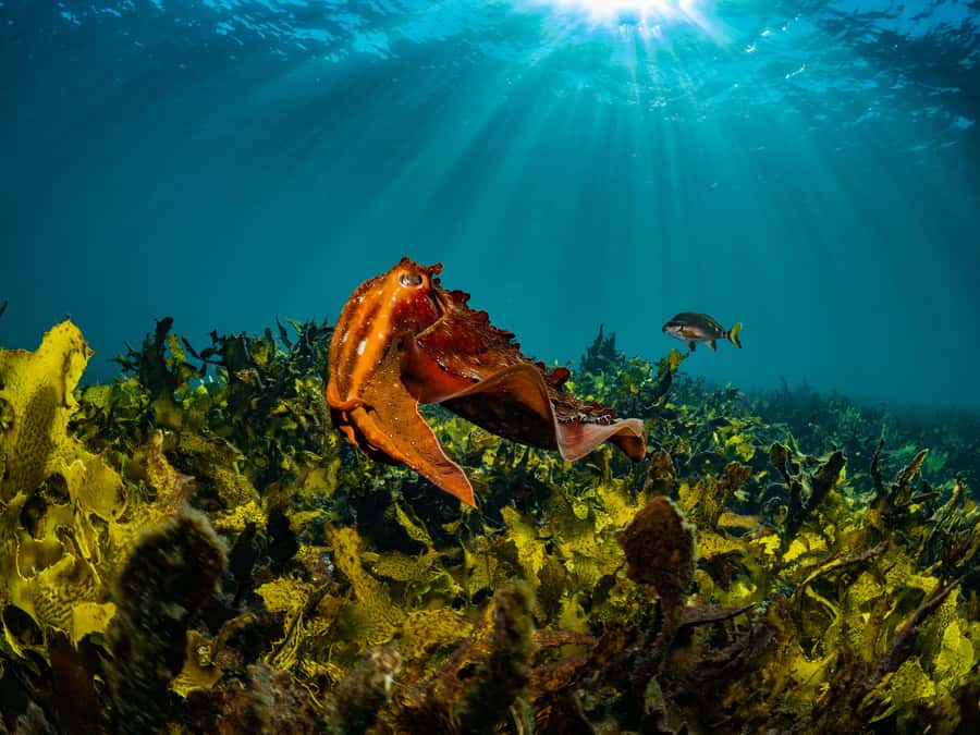 Guided Snorkel Tour at Australias most iconic beach - Sydney snorkelling at the iconic Bondi shoreline, in just 1 hour