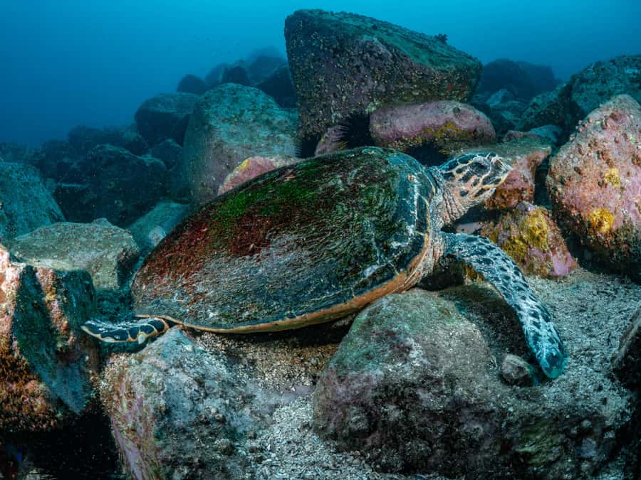 Guided Snorkel Tour at Australias most iconic beach - Price and value: is $76 for an hour of guided snorkel a fair deal?