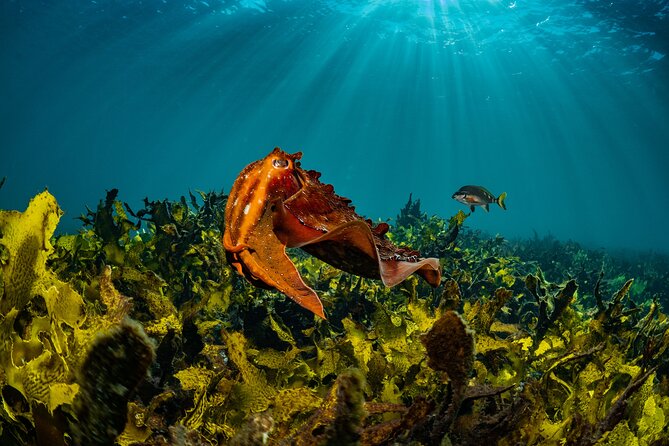 Guided Snorkeling Experience in Bondi - Key highlights to know before you go