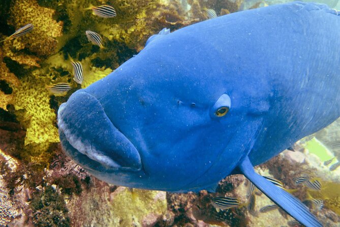 Guided Snorkeling Experience in Bondi - Group size and multilingual guides: why max 8 feels like a gift