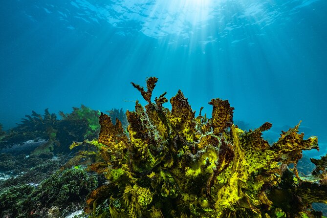 Guided Snorkeling Experience in Bondi - Price and value: how $77.46 stacks up for a guided, supported snorkel