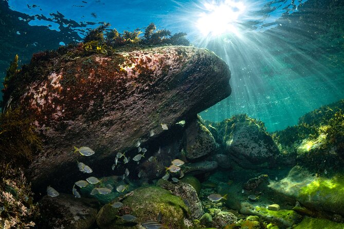 Guided Snorkeling Experience in Bondi - The one-hour snorkeling session: what you might spot