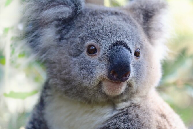 Horse Riding, Koalas & Kangaroos - Wild Australia: Private Tour - How this private outing turns a long day into a smooth one