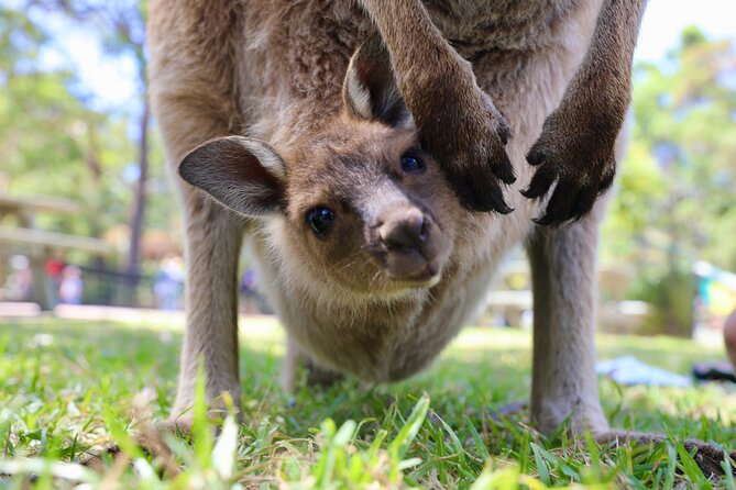 Horse Riding, Koalas & Kangaroos - Wild Australia: Private Tour - Sydney Harbour Bridge views and a quick shift into nature mode
