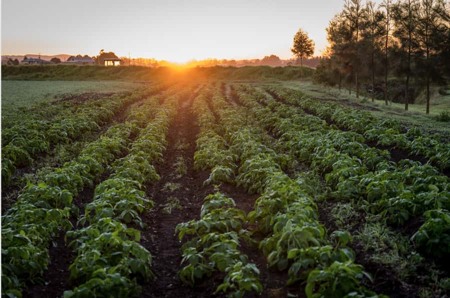 Hunter Valley: Private Day Tour from Sydney with Your Crew! - Why a private Hunter Valley day from Sydney works so well