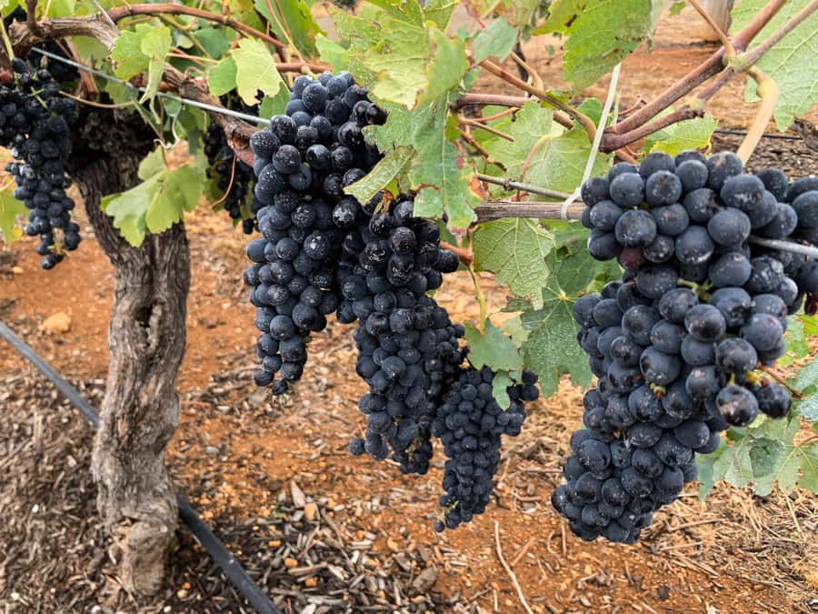 Hunter Valley: Private Day Tour from Sydney with Your Crew! - Tasting more than wine: cheese, chocolates, beer, and vodka-style options