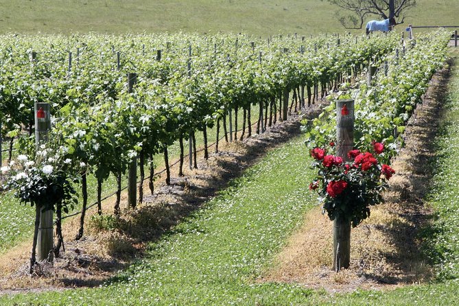 Hunter Valley Private Wine Tasting Tour from Sydney - Price and value: what $545.10 per person really covers