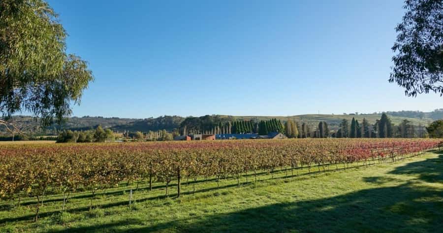 Hunter Valley Tour + Hop-on-Hop-off Big Bus Discover Ticket - Three winery tastings, what one hour really means