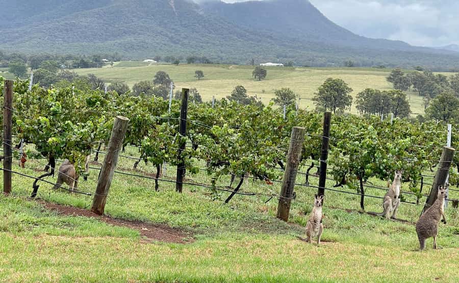 Hunter Valley Wine Tasting | Private Day Tour | From Sydney - Wollombi first: coffee, a short walk, and an optional museum fee