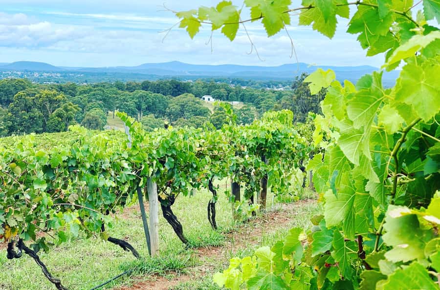 Hunter Valley Wine Tasting | Private Day Tour | From Sydney - Lunch in Pokolbin: you choose the restaurant style and budget