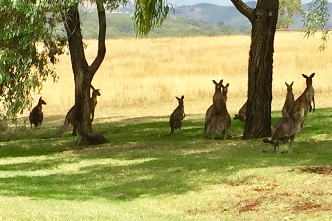 Hunter Valley Wine Tasting Private Tour From Sydney - Stop 3, Taste of the Country: a lunch break that actually fits the route