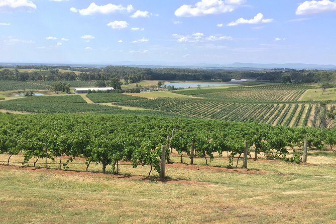 Hunter Valley Wine Tasting Private Tour From Sydney - The drive back: finishing in Sydney (and skipping the chaos)