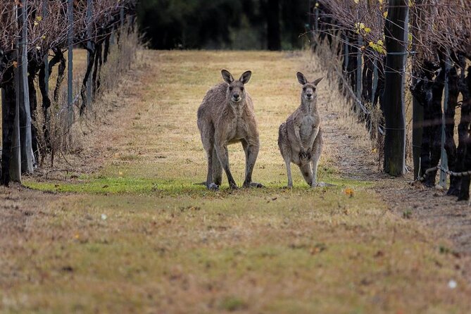 Hunter Valley Wine Tour from Sydney: 3 Wineries & Vineyard Picnic - Rotating wineries and the Hunter Valley “big names” approach