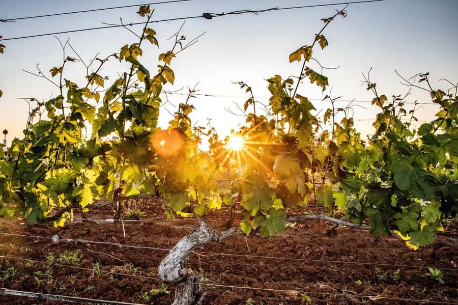 Hunter Valley: Wine Tour with 3 Tastings and Garden Lunch - Small-group comfort on a long drive (and what to expect inside the bus)