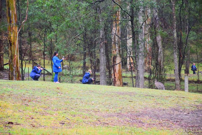 Inside the Greater Blue Mountains World Heritage - A Private Wildlife Safari Overnight - Blackheath lunch stop and Pulpit Rock, views that feel calmer