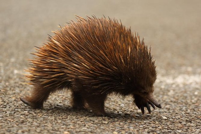 Inside the Greater Blue Mountains World Heritage - A Private Wildlife Safari Overnight - Kanangra-Boyd National Park, the dirt road to true wilderness time