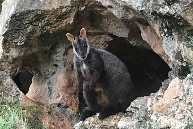 Inside the Greater Blue Mountains World Heritage - A Wildlife Safari Overnight - Featherdale Wildlife Park: your guaranteed animal time component