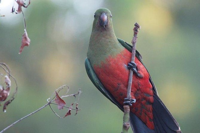 Inside the Greater Blue Mountains World Heritage - A Wildlife Safari Overnight - Overnight setup: what “one night accommodation” means in practice