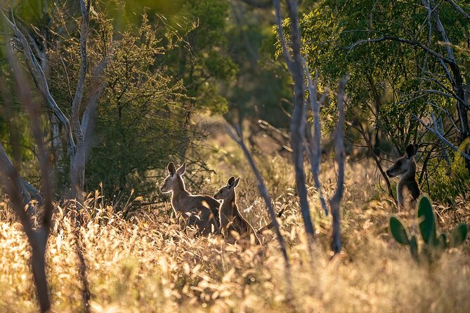 Intimate Blue Mountains Wild Kangaroos & Sunset for Nature Lovers - From Circular Quay to Blue Mountains UNESCO country