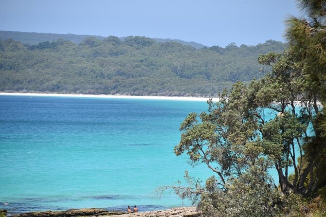 Jervis Bay Tour with Dolphins, Kangaroos & World's Whitest Beach - Booderee National Park for wild kangaroos at Cave Beach
