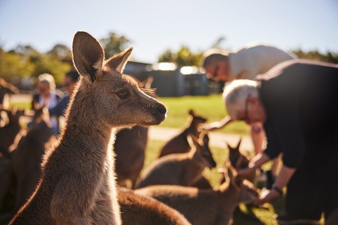 Kiama & Kangaroos - Sydney South Coast Escape - Royal National Park and Wattamolla: short stops, big payoff