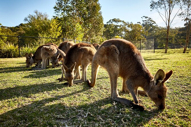 Kiama & Kangaroos - Sydney South Coast Escape - Price and value for $1,123.56 per group