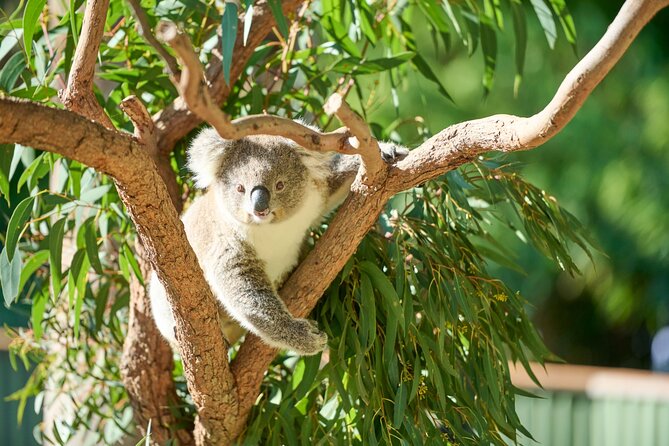 Kiama & Kangaroos - Sydney South Coast Escape - Symbio Wildlife Park: kangaroos and Aussie animal time