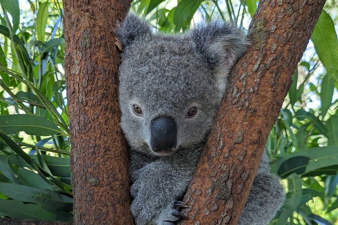 Koala & Kangaroos Experience, Waterfalls and Scenic Train Journey - Morning Drive: Sydney’s North Shore, Bridges, and Oyster Country Views