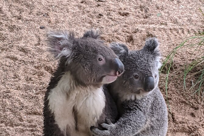 Koala & Kangaroos Experience, Waterfalls and Scenic Train Journey - Ocean Beach and Mount Ettalong: Broken Bay, Pearl Beach, and Easy Lookouts