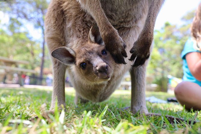 Luxury Hunter Valley Wildlife & Wine Tasting Tour from Sydney - Wombat Crossing Vineyard: the second tasting that gives you contrast