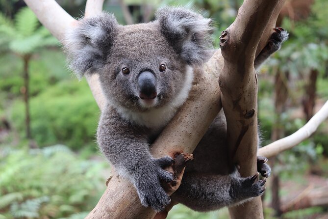 Luxury Hunter Valley Wildlife & Wine Tasting Tour from Sydney - Guide quality is the difference between good and great