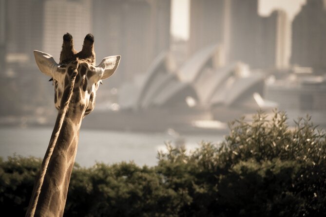 Luxury Sydney Tour - Should you book this Luxury Sydney Tour?