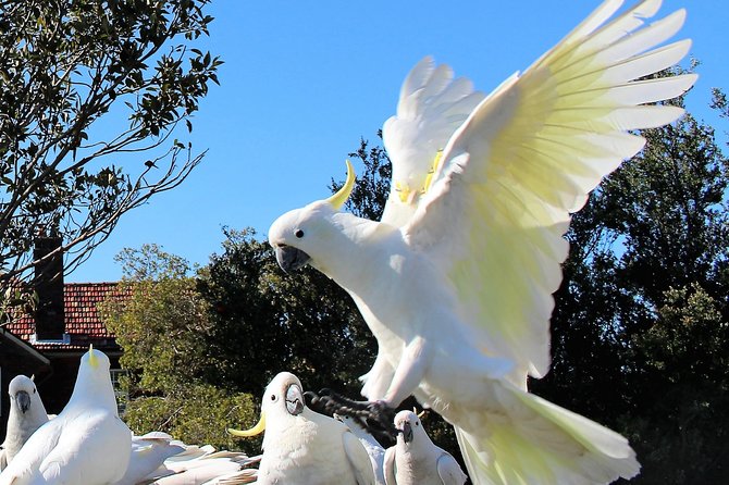Manly and more private tour - North Head Sanctuary: Bush Setting and Harbour Views