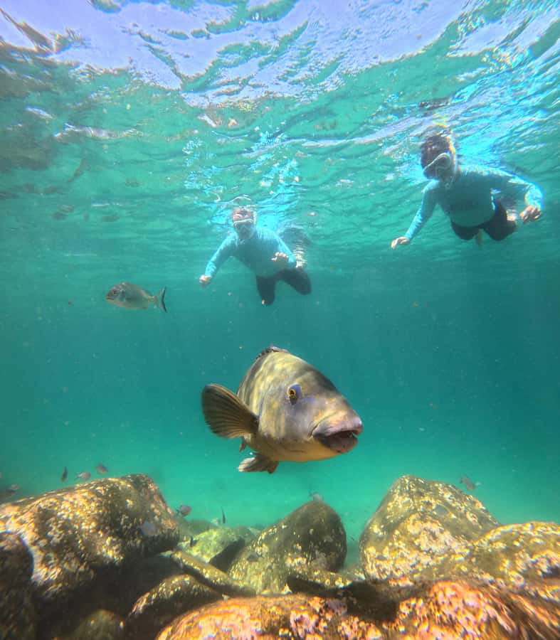Manly Beach Guided Snorkeling Tours - Key highlights you’ll care about