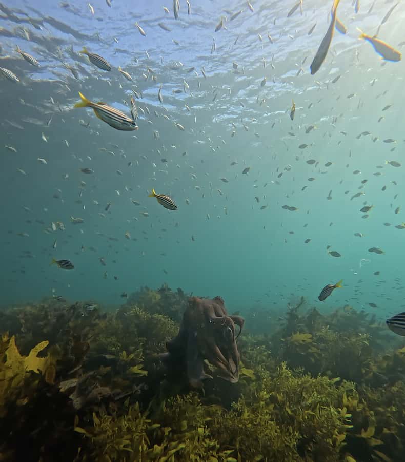 Manly Beach Guided Snorkeling Tours - Safety and rules that keep the experience smooth