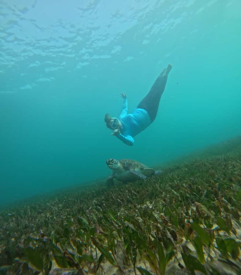 Manly Beach Guided Snorkeling Tours - Who this tour suits best (and who should skip it)