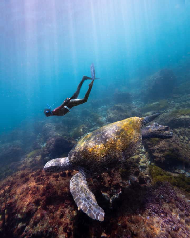Manly: Beginner Freediving: Breath-Hold & Ocean Exploration - Key highlights to know before you go