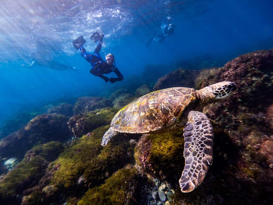 Manly: Beginner Freediving: Breath-Hold & Ocean Exploration - Price and value: what $169 buys you in real time