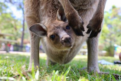 Nature and Wildlife: Australia in One Day – Private Tour