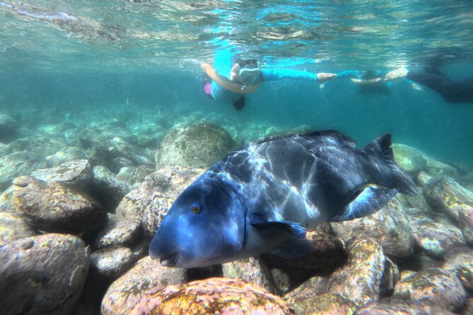 One on One Snorkel Experience - Why Shelly Beach, Manly is a smart choice for nervous snorkelers