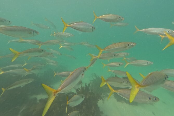 One on One Snorkel Experience - Best fit: who should book this Shelly Beach one-on-one snorkel
