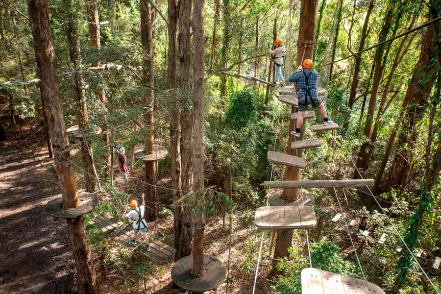 Pennant Hills: Tree Ropes Course Session - Key highlights worth planning for
